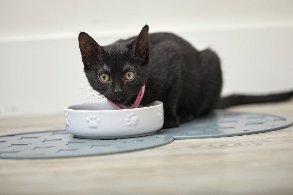Black kitten with a pink collar sitting on a white mat next to a white bowl.
