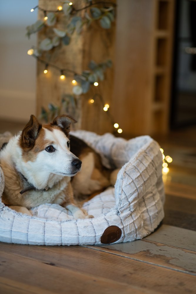 Dog lying on a textured pet bed with string lights in the background