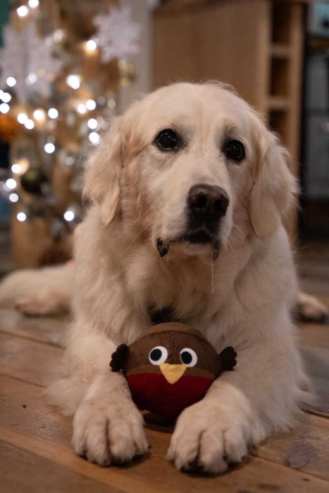 Ralph Robin Plush Ball