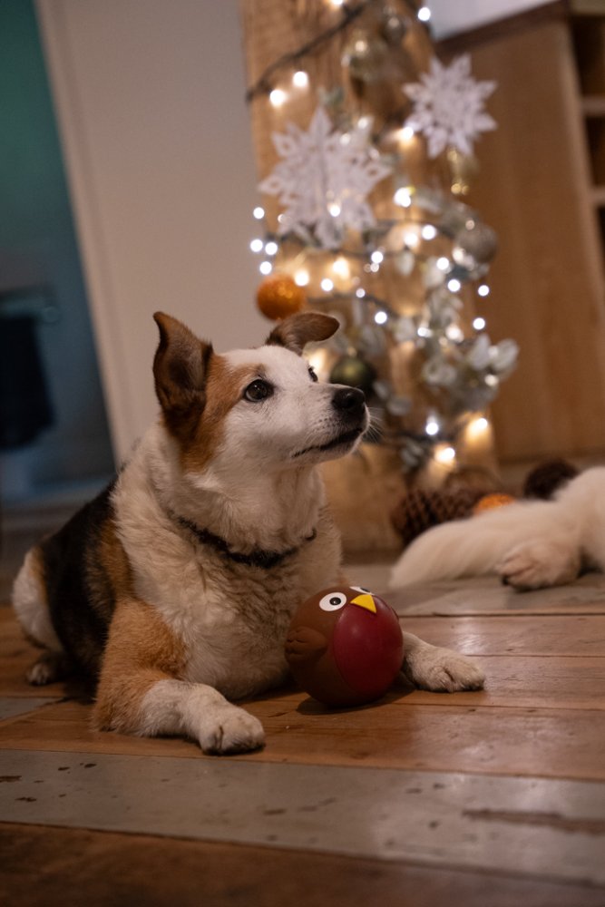 Russell Robin Latex Ball