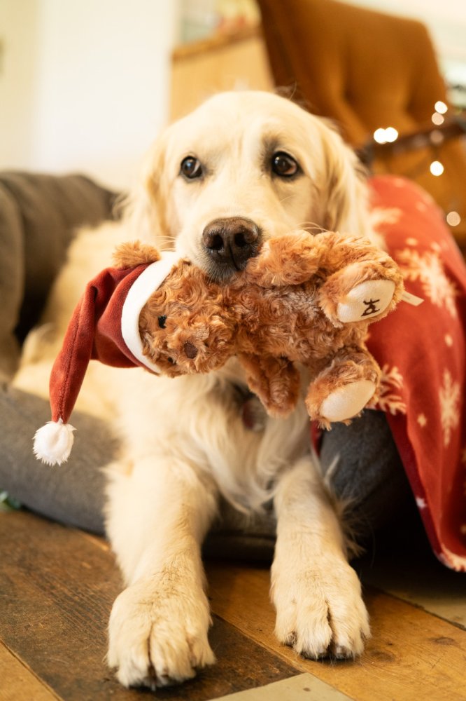 Cassie Christmas Teddy